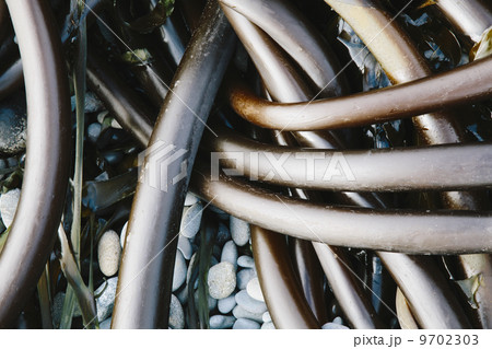 Pile of Bull Kelp seaweed washed up on beach on Rialto Beach, USA 9702303
