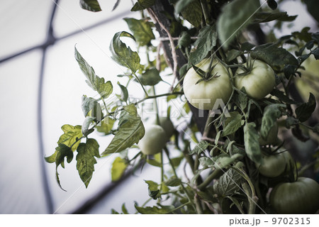 An organic farm. Tomato plants bearing fruit. Growing in a polytunnel. An organic farm. Tomato plants bearing fruit. Growing in a polytunnel. 9702315