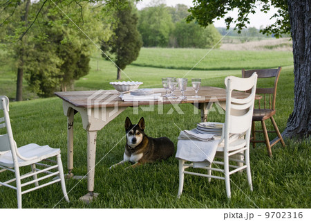 A table laid in a garden, with white china crockery and cutlery. A dog on guard under the table 9702316