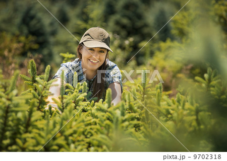 A woman clipping and pruning young conifer or pine trees in a plant nursery. A woman clipping and pruning young conifer or pine trees in a plant nursery. 9702318