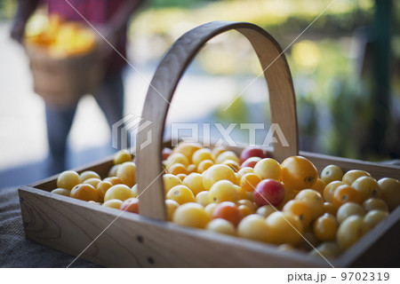 Organic Assorted Heirloom Tomatoes just picked 9702319