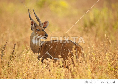 Bushbuck male, Tragelaphus scriptus, Mole National Park, Ghana Bushbuck male, Tragelaphus scriptus, Mole National Park, Ghana 9702338