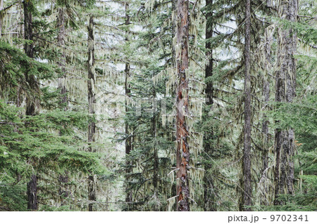 Lush, green temperate forest 9702341
