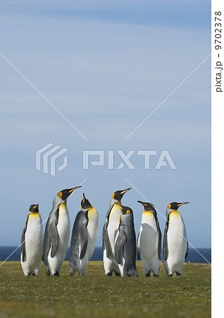 King penguins, Aptenodytes patagonicus, gathered in a group looking up in a courting display, on the Falkland Islands King penguins, Aptenodytes patagonicus, gathered in a group looking up in a courting display, on the Falkland Islands 9702378