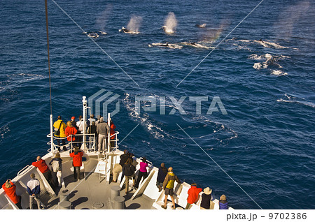 Tourists watching fin whales, Balaenoptera physalus, from a cruise ship, off the coast of South Georgia Island in the Falkland Islands. 9702386