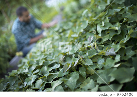 A farmer tending to cucumber plants in an organic garden. A farmer tending to cucumber plants in an organic garden. 9702400