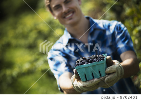 Organic Farming. A young man holding out a punnet of picked fruit, blackberries. 9702401