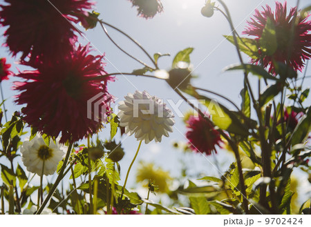 Blooming red and white dahlia flowers in a garden in Seattle, USA. 9702424