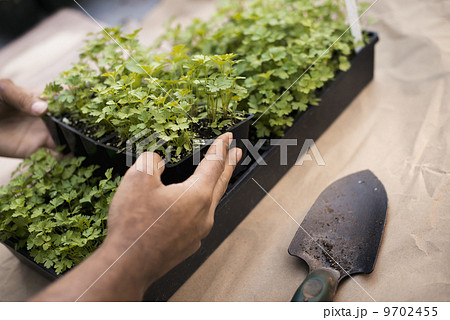 Organic flat parsley plants in trays ready to be transplanted. Plug plants. Organic flat parsley plants in trays ready to be transplanted. Plug plants. 9702455