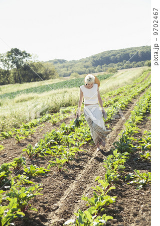 A girl in a striped skirt harvesting beets, fresh vegetables from a field of crops. 9702467
