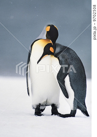 King penguins courting, Aptenodytes patagonicus, South Georgia Island 9702508