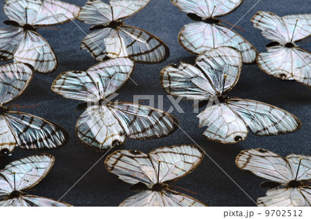 Glass wing butterflies, Dulcedo polita, National Institute of Biodiversity, Costa Rica Glass wing butterflies, Dulcedo polita, National Institute of Biodiversity, Costa Rica 9702512