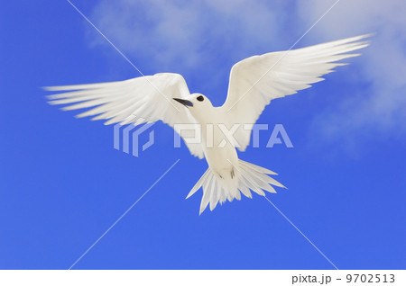 Fairy tern in flight, Gygis alba, Tern Island, Hawaiian Leeward Islands 9702513