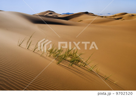 Grasses in sand dunes, Namib-Naukluft National Park, Namibia Grasses in sand dunes, Namib-Naukluft National Park, Namibia 9702520