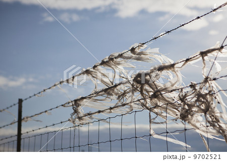 Plastic bags caught on a barbed wire fence Plastic bags caught on a barbed wire fence 9702521
