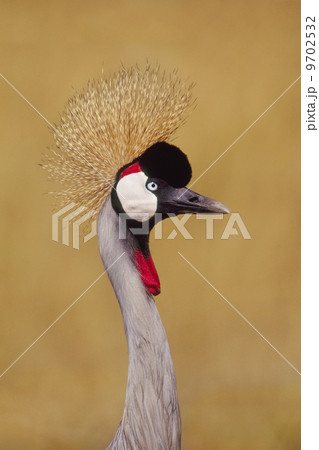 Crowned crane, Balearica regulorum, a bird with a long neck and crest in Kenya Crowned crane, Balearica regulorum, a bird with a long neck and crest in Kenya 9702532