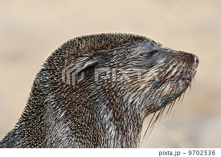 The head of a cape fur seal, Arctocephalus pusillus, at the beach on Cape Cross, National West Coast Recreation Area, Namibia 9702536