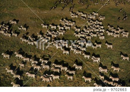 Zebras migrating (aerial), Equus quagga, Chobe National Park, Botswana 9702663