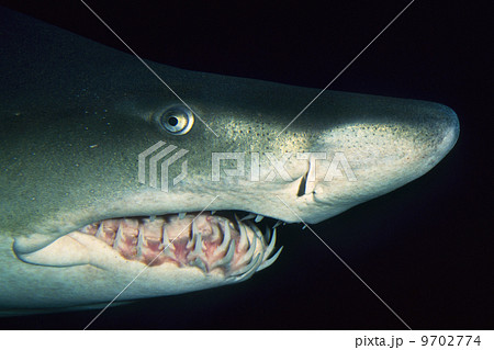 Sand tiger shark, Carcharias taurus, Vancouver Aquarium, British Columbia, Canada Sand tiger shark, Carcharias taurus, Vancouver Aquarium, British Columbia, Canada 9702774