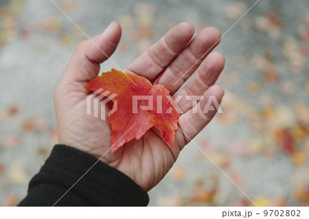 A man's hand holding a maple leaf in the palm of his hand. Autumn in Discovery Park, Seattle, Washington. 9702802