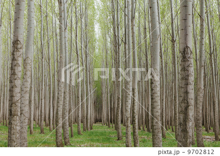 Poplar tree plantation, tree nursery growing tall straight trees with white bark in Oregon, USA Poplar tree plantation, tree nursery growing tall straight trees with white bark in Oregon, USA 9702812