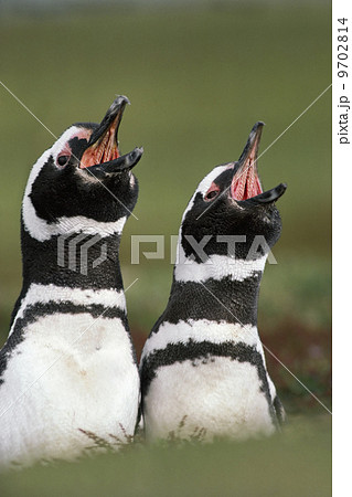 Magellanic penguins calling, Spheniscus magellanicus, Falkland Islands Magellanic penguins calling, Spheniscus magellanicus, Falkland Islands 9702814