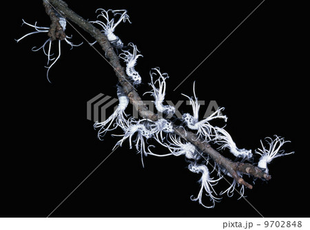 Fulgoroidea larvae mimicking fungus, Fulgoroidea sp., Madagascar Fulgoroidea larvae mimicking fungus, Fulgoroidea sp., Madagascar 9702848