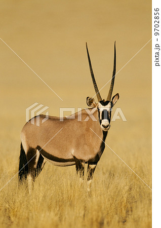 An oryx or gemsbok in grassland, Oryx gazella, in the NamibRand Nature Reserve, Namibia An oryx or gemsbok in grassland, Oryx gazella, in the NamibRand Nature Reserve, Namibia 9702856