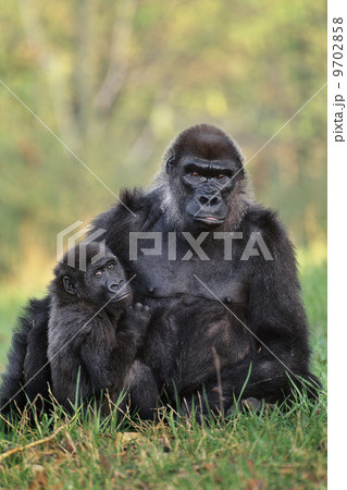 Lowland gorillas, Gorilla gorilla, Atlanta Zoo, Georgia 9702858