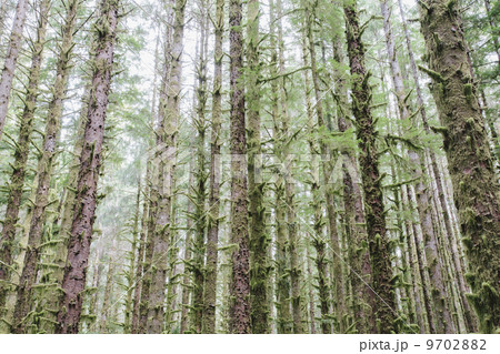 Sitka Spruce and Western Hemlock trees in lush, temperate rainforest Sitka Spruce and Western Hemlock trees in lush, temperate rainforest 9702882