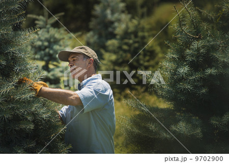A man wearing protective gloves clipping and pruning a crop of conifers, pine trees in a plant nursery. 9702900