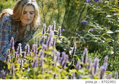 Woman tending a field of organic flowers at an organic flower nursery. 9702901