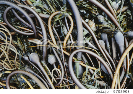 Pile of Bull Kelp seaweed washed up on beach on Rialto Beach, USA 9702903