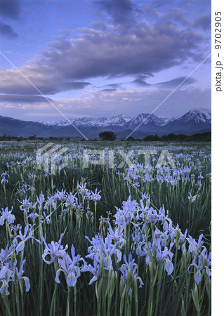 Wild irises, Moraea sp., Eastern Sierra, California Wild irises, Moraea sp., Eastern Sierra, California 9702905