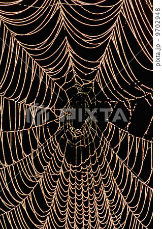 A large spider web with beads of moisture, Monterey Bay, California 9702948