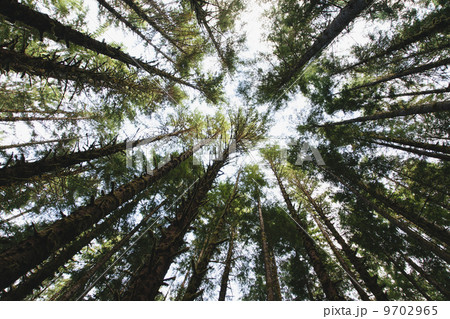 View from below of the tree canopy of the hemlock and spruce temperate rainforest , the Hoh rainforest in Washington USA 9702965
