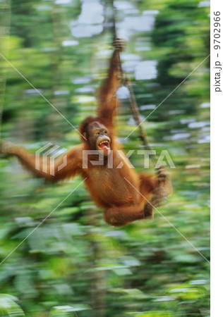 Orangutan, Pongo pygmaeus, swinging from liana, Sepilok Reserve, Sabah, Borneo 9702966