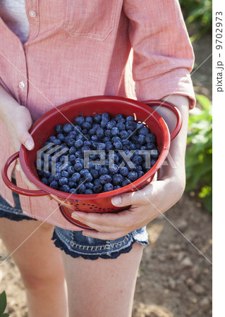 A girl in a pink shirt holding a large bowl of harvested blueberry fruits. A girl in a pink shirt holding a large bowl of harvested blueberry fruits. 9702973