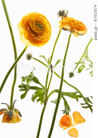 Delicate flowers with long thin stalks on a white background. Delicate flowers with long thin stalks on a white background. 9702974