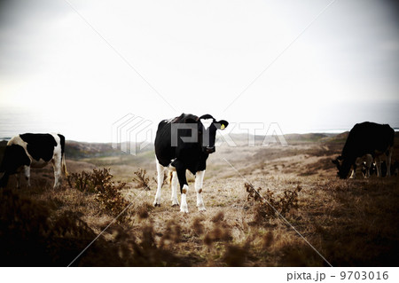 Three cows on grazing land. 9703016