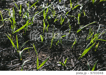 New grass growing in recently burned forest fire, close up (Taylor Bridge fire) 9703048
