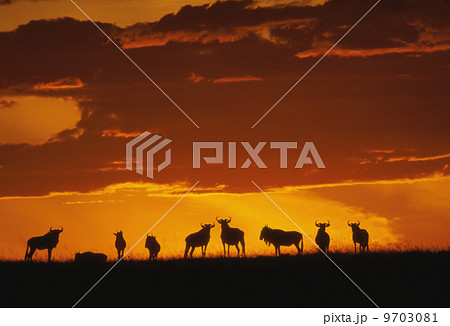 Blue wildebeests at dawn, Connochaetes taurinus, Masai Mara Reserve, Kenya 9703081
