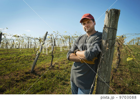 A vineyard with young vines being trained along wires to produce a good grape harvest. 9703088