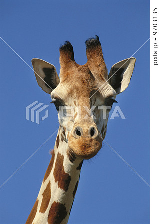 Reticulated giraffe, Giraffa camelopardalis reticulata, Kenya. A view of the animal's head and neck. Eyes and eyelashes. 9703135