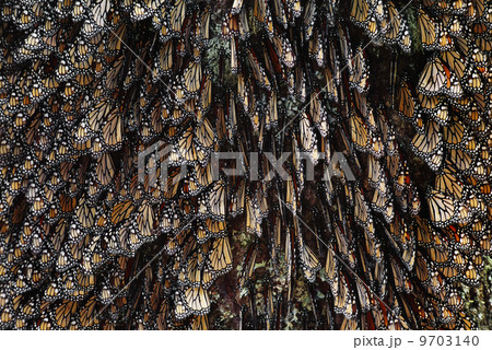 Monarch butterflies, Danaus plexippus, Michoacan, Mexico Monarch butterflies, Danaus plexippus, Michoacan, Mexico 9703140