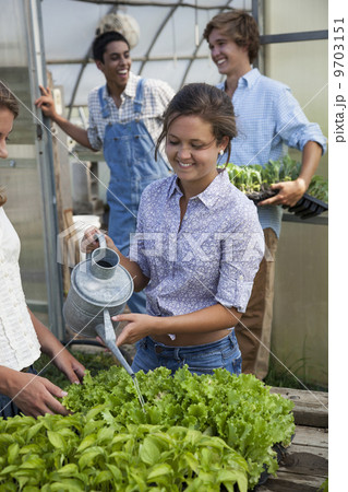 Two young men working in a large greenhouse, tending and sorting trays of seedlings, and a woman watering plants. 9703151