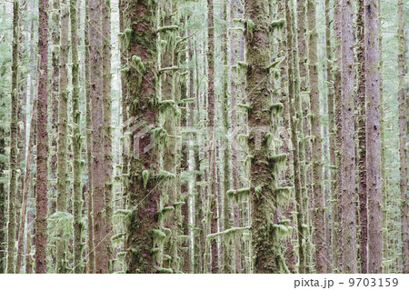 Sitka Spruce and Western Hemlock trees in lush, temperate rainforest 9703159