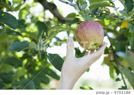 A woman's hand reaching for a fresh apple for picking, in the orchard at an organic fruit farm. A woman's hand reaching for a fresh apple for picking, in the orchard at an organic fruit farm. 9703186