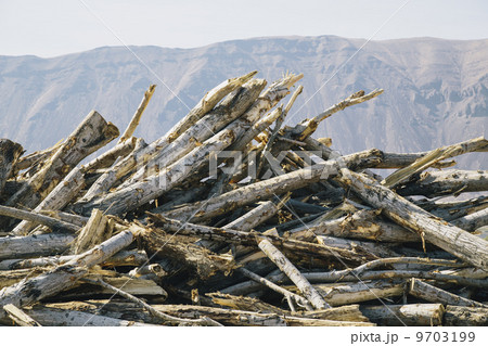 Pile of discarded cottonwood trees 9703199