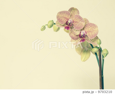 Blooming Phalaenopsis orchid, with yellow and pink petals, on a yellow background. 9703210